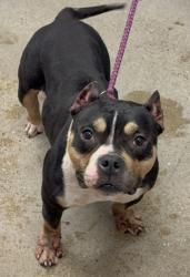 Shelter Stray Female Dog last seen Near Tampa, 1st District,, 9203 Detroit Ave, Cleveland, OH 44102, USA