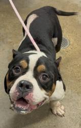 Shelter Stray Male Dog last seen Near Tampa, 1st District,, 9203 Detroit Ave, Cleveland, OH 44102, USA