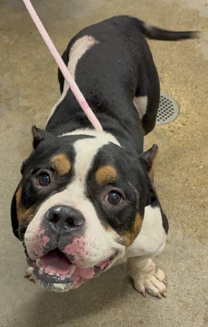 Shelter Stray Male Dog last seen Near Tampa, 1st District,, 9203 Detroit Ave, Cleveland, OH 44102, USA