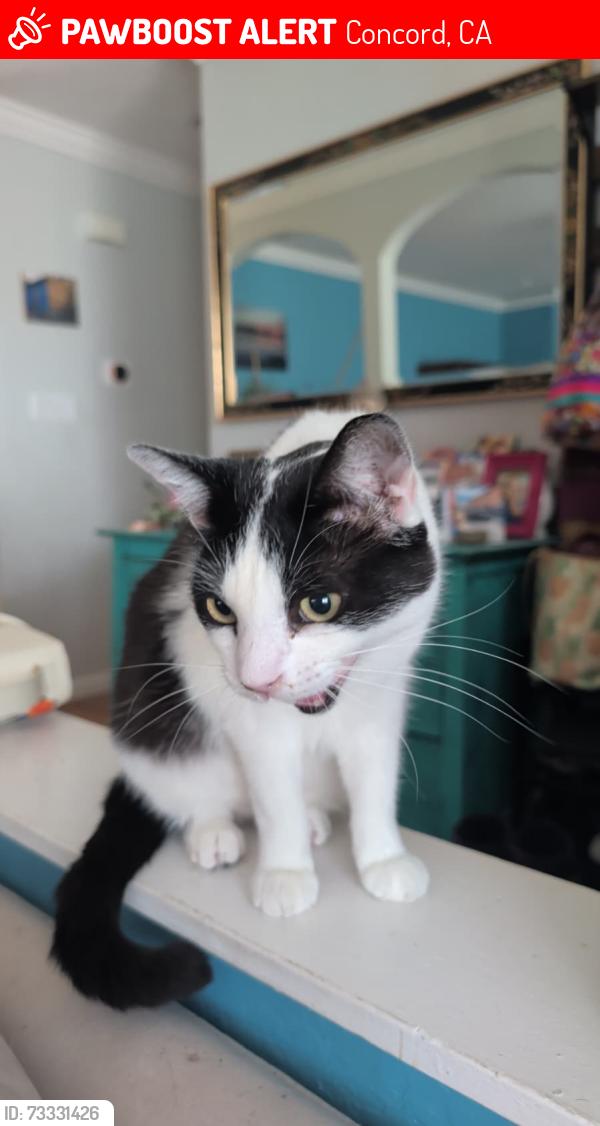 Lost Male Cat last seen Claycord, Concord, CA 94521