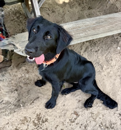 Shelter Stray Female Dog last seen Biscayne Ave, Citrus Springs,, 4030 S Airport Rd, Inverness, FL 34450, USA