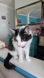 Lost Male Cat last seen Claycord, Concord, CA 94521