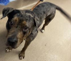 Shelter Stray Female Dog last seen Near Scarlet Ohara Dr Ellenwood, 30294, 30294, GA, 3280 Chamblee Dunwoody Rd, Chamblee, GA 30341, USA