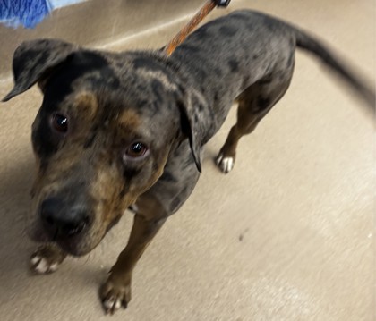 Shelter Stray Female Dog last seen Near Scarlet Ohara Dr Ellenwood, 30294, 30294, GA, 3280 Chamblee Dunwoody Rd, Chamblee, GA 30341, USA