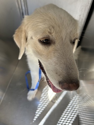 Shelter Stray Male Dog last seen Near Lipscomb St, Central District, TX, 355 Hillshire Dr, Haslet, TX 76052, USA