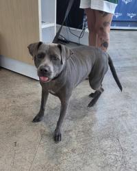 Shelter Stray Female Dog last seen Near Island View Dr, North District, TX, 355 Hillshire Dr, Haslet, TX 76052, USA