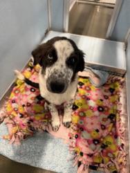 Shelter Stray Female Dog last seen W Floral Ave & S Polk Ave, Fresno Zone Fresno CO 1A 93706, CA, 1510 W Dan Ronquillo Dr, Fresno, CA 93706, USA