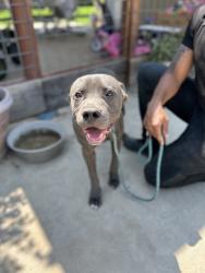 Shelter Stray Male Dog last seen Highland Ave & E Shields Ave, Fresno Zone Fresno CO 4 93737, CA, 1510 W Dan Ronquillo Dr, Fresno, CA 93706, USA