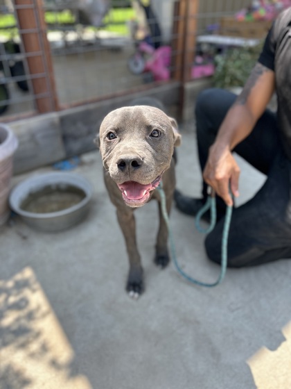 Shelter Stray Male Dog last seen Highland Ave & E Shields Ave, Fresno Zone Fresno CO 4 93737, CA, 1510 W Dan Ronquillo Dr, Fresno, CA 93706, USA