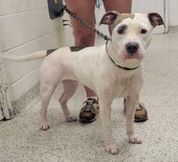 Shelter Stray Female Dog last seen Near Monroe Avenue, 64128, MO, 7077 Elmwood Ave, Kansas City, MO 64132, USA
