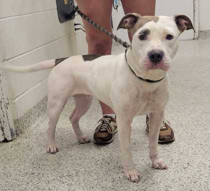Shelter Stray Female Dog last seen Near Monroe Avenue, 64128, MO, 7077 Elmwood Ave, Kansas City, MO 64132, USA