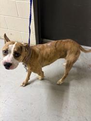 Shelter Stray Female Dog last seen N Wyatt, Caddo Parish, LA, 1500 Monty St, Shreveport, LA 71107, USA