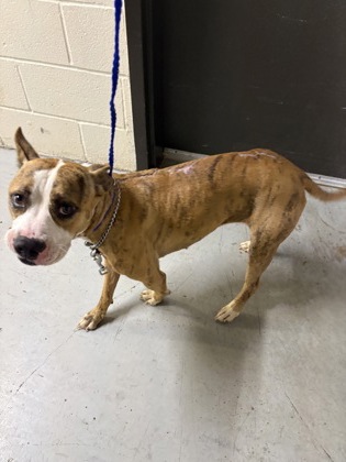 Shelter Stray Female Dog last seen N Wyatt, Caddo Parish, LA, 1500 Monty St, Shreveport, LA 71107, USA