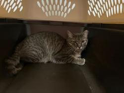 Shelter Stray Female Cat last seen 80th and Main, KCMO, 64118, 64118, MO, 7077 Elmwood Ave, Kansas City, MO 64132, USA