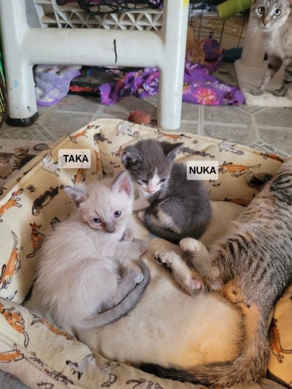 Shelter Stray Male Cat last seen Near Paddlefoot Lane 79907, CITY of El Paso, TX, 5001 Fred Wilson Ave, El Paso, TX 79906, USA