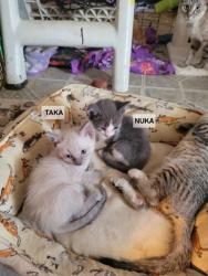 Shelter Stray Male Cat last seen Near Paddlefoot Lane 79907, CITY of El Paso, TX, 5001 Fred Wilson Ave, El Paso, TX 79906, USA