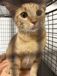 Shelter Stray Female Cat last seen Near block of Connecticut Ave, Knox County GP, TN, 3201 Division St, Knoxville, TN 37919, USA