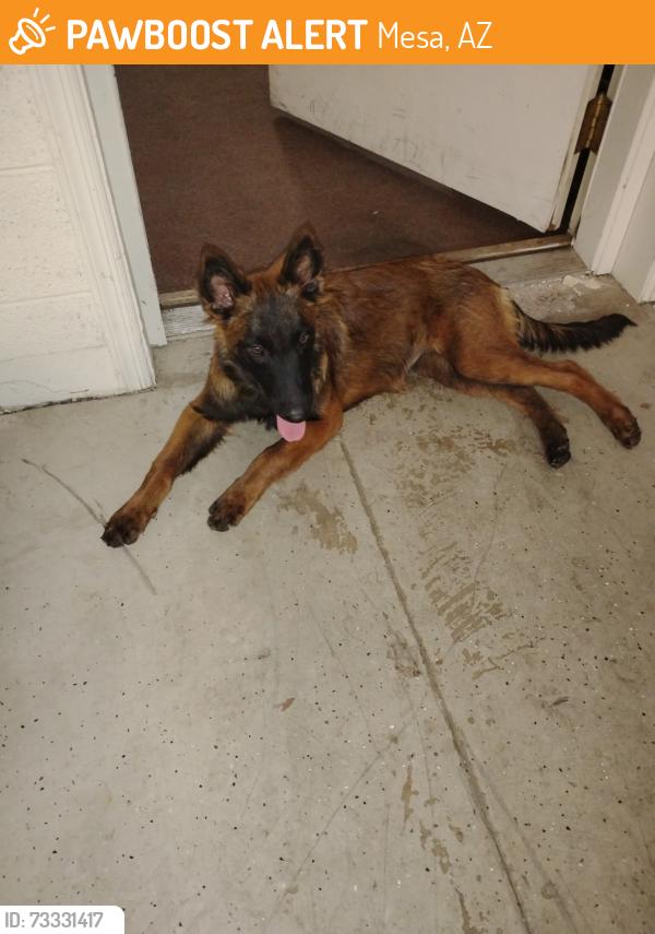 Found/Stray Female Dog last seen Stapley and Broadway, Mesa, AZ 85204