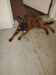 Found/Stray Female Dog last seen Stapley and Broadway, Mesa, AZ 85204