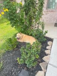 Reunited Unknown Dog last seen Cumberland ridge dr, Harris County, TX 77447