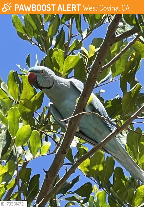 Found/Stray Male Bird last seen Sienna Crest and Garvey, West Covina, CA 91790