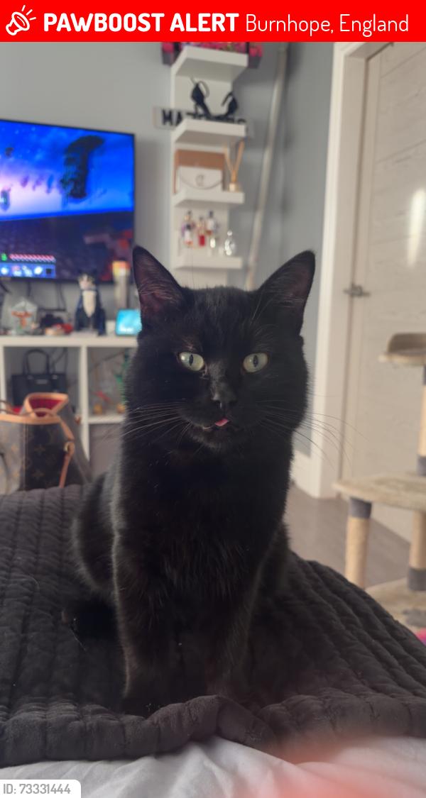 Lost Male Cat last seen Front street Burnhope, Burnhope, England 