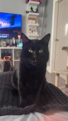 Lost Male Cat last seen Front street Burnhope, Burnhope, England 