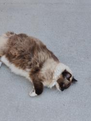 Found/Stray Unknown Cat last seen Near S Main St, Reidsville, NC 27320. Across from Annie Penn Hospital, Reidsville, NC 27320