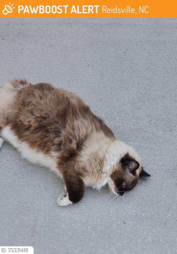 Found/Stray Unknown Cat last seen Near S Main St, Reidsville, NC 27320. Across from Annie Penn Hospital, Reidsville, NC 27320