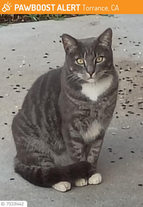 Found/Stray Unknown Cat last seen West High area Torrance, CA, Torrance, CA 90503