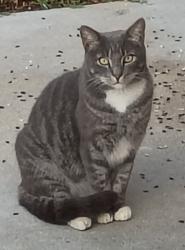Found/Stray Unknown Cat last seen West High area Torrance, CA, Torrance, CA 90503