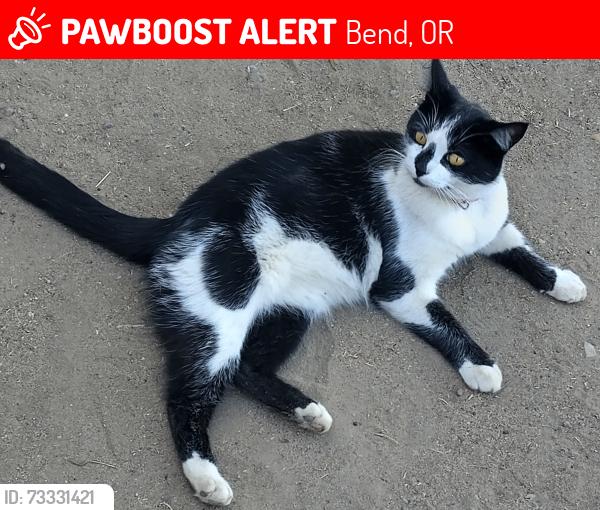 Lost Female Cat last seen Limestone & Gift Rd, Bend, OR 97703