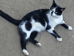 Lost Female Cat last seen Limestone & Gift Rd, Bend, OR 97703
