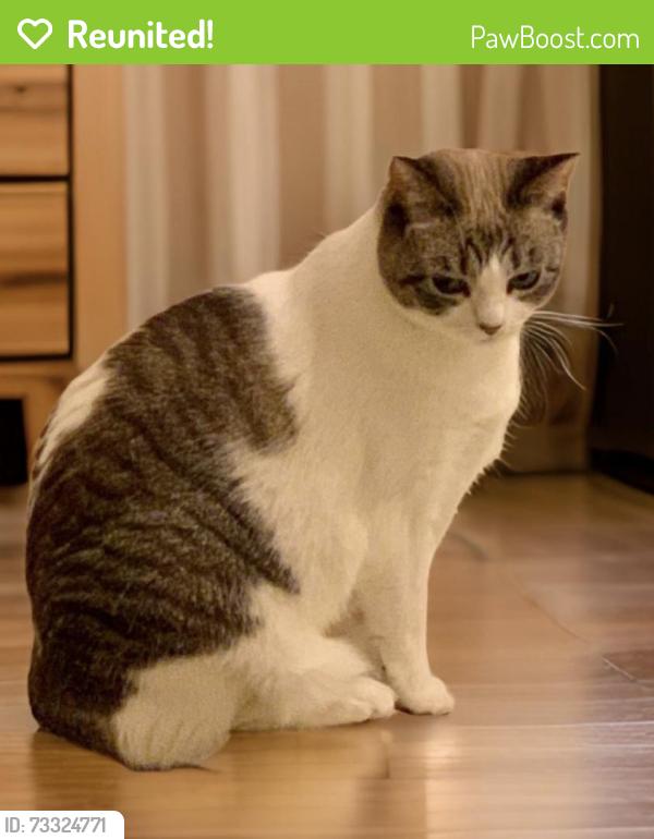 Reunited Female Cat last seen Near Pharr apmts, Atlanta, GA 30305