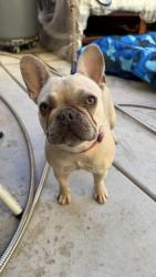 Reunited Female Dog last seen Inside Jackson Crossing residential area, Murrieta, CA 92563