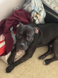 Lost Male Dog last seen Willis ave and 136th street corner store, The Bronx, NY 10454