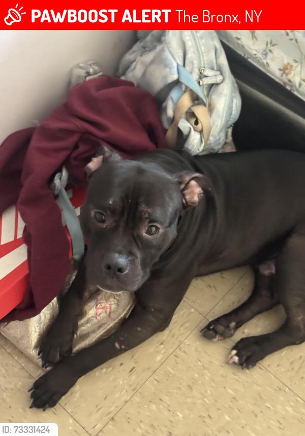 Lost Male Dog last seen Willis ave and 136th street corner store, The Bronx, NY 10454