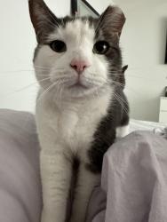 Lost Male Cat last seen crystalinna nera, Edmonton, AB T5Z 0V8