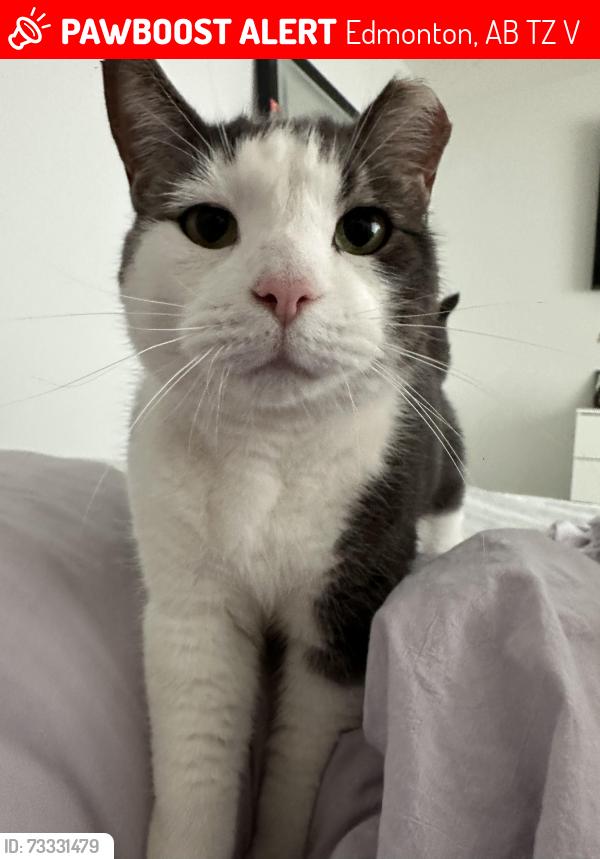 Lost Male Cat last seen crystalinna nera, Edmonton, AB T5Z 0V8