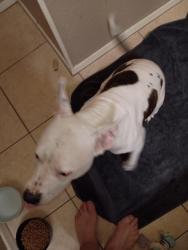 Found/Stray Female Dog last seen SPID, Corpus Christi, TX 78418