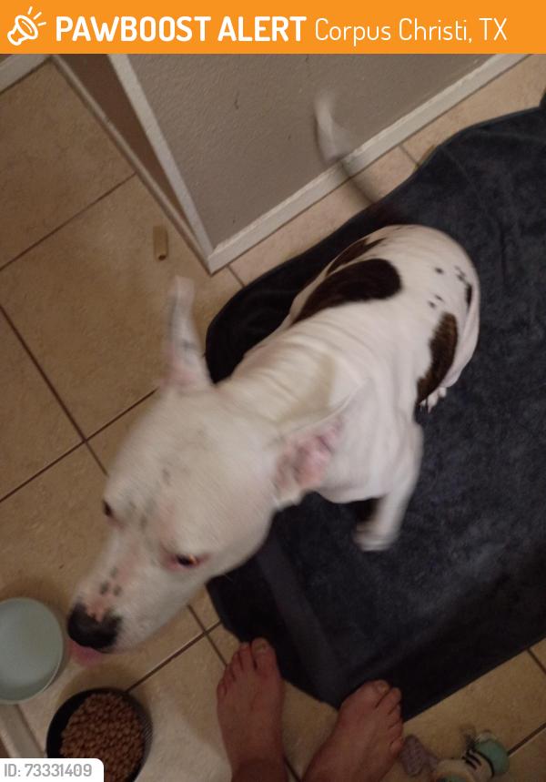 Found/Stray Female Dog last seen SPID, Corpus Christi, TX 78418