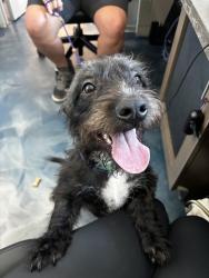 Shelter Stray Male Dog last seen laurel leah, OXFORD, MI, 48371, 1200 N Telegraph Building 42E, Pontiac, MI 48340, USA