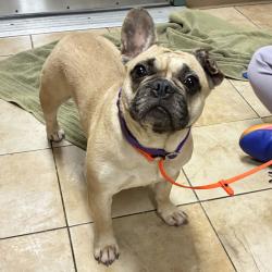 Shelter Stray Female Dog last seen Providence Park, PORTLAND, OR, 97209, 1700 W Historic Columbia River Hwy, Troutdale, OR 97060, USA