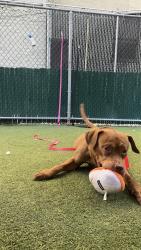 Shelter Stray Male Dog last seen Apt 2F,26 Sherman Avenue, NEW YORK, NY, 10040, 326 E 110th St, New York, NY 10029, USA