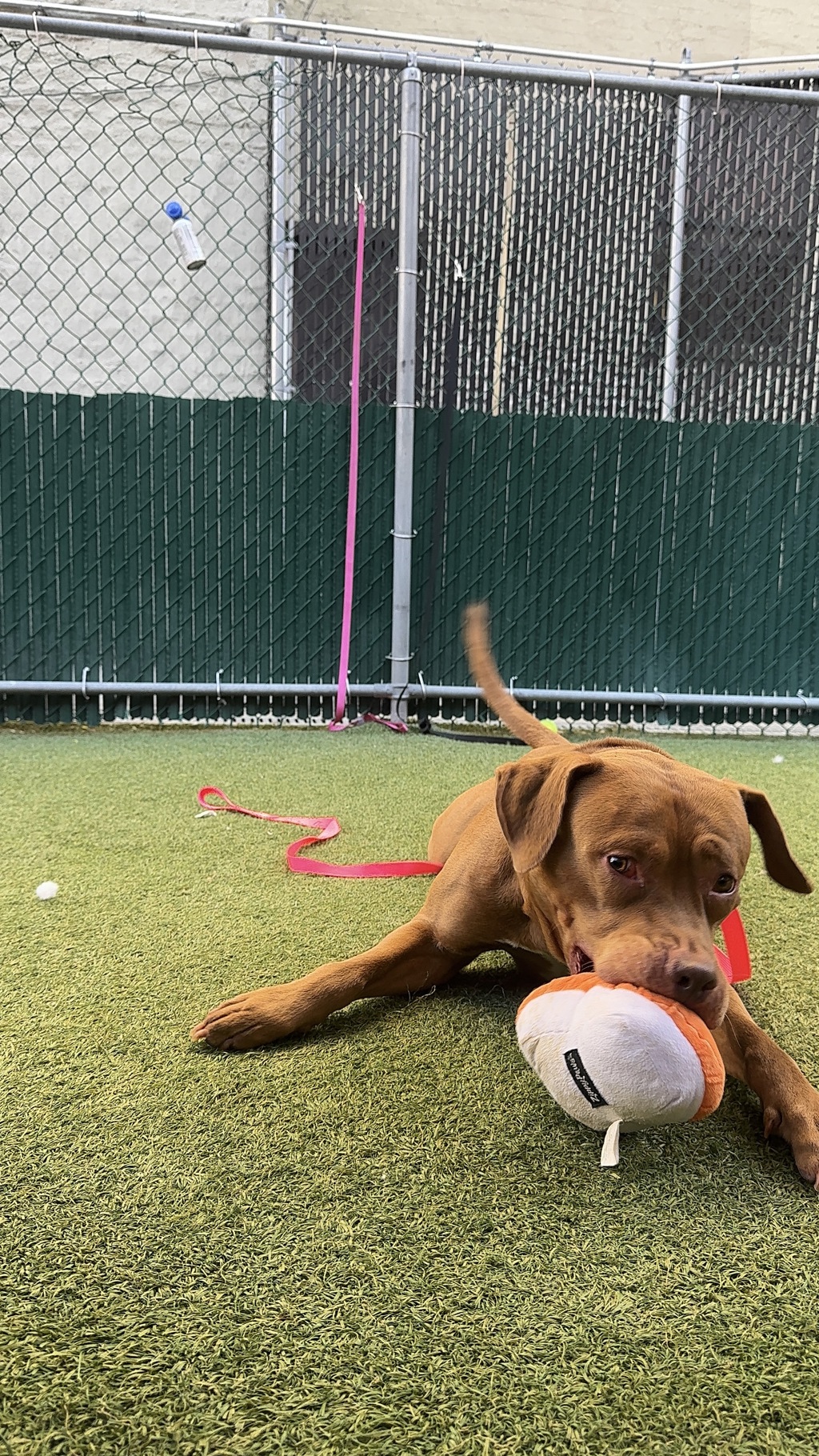 Shelter Stray Male Dog last seen Apt 2F,26 Sherman Avenue, NEW YORK, NY, 10040, 326 E 110th St, New York, NY 10029, USA