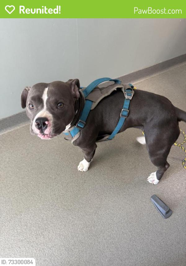 Reunited Female Dog last seen E Minnesota Ave & Vine St, Oceanside, CA 92054