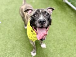 Shelter Stray Male Dog last seen Apt E2,405 Edgecombe Avenue, NEW YORK, NY, 10032, 326 E 110th St, New York, NY 10029, USA