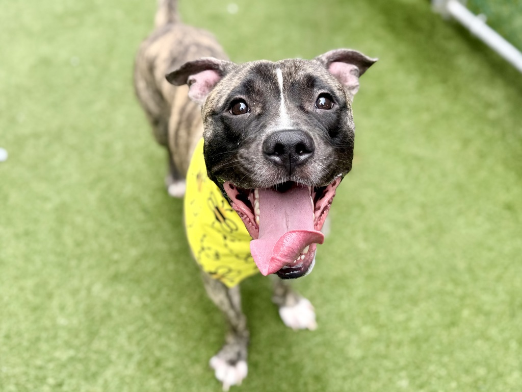 Shelter Stray Male Dog last seen Apt E2,405 Edgecombe Avenue, NEW YORK, NY, 10032, 326 E 110th St, New York, NY 10029, USA