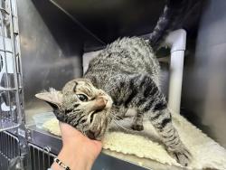 Shelter Stray Male Cat last seen BRONX, NY, 10461, 326 E 110th St, New York, NY 10029, USA