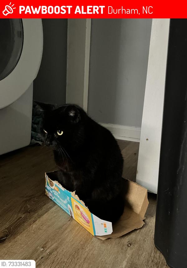Lost Female Cat last seen Old East Durham Sign, Durham, NC 27701